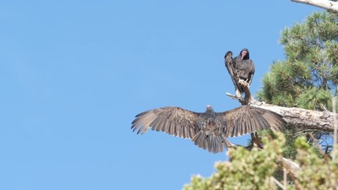 Turkey vulture on tree, scavenger carnivorous buzzard waiting hunting. Bald red head, wings of bird of prey. Predator, who feeding carrion like griffon. Point Lobos wildlife, California USA. Wingspan.