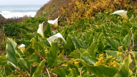 Calla lily valley, creek canyon on Garrapata beach, Big Sur landscape, Monterey nature, California coast, USA. Many white cala lilies by ocean waves in spring. Flowers in bloom, wildflower flowerscape
