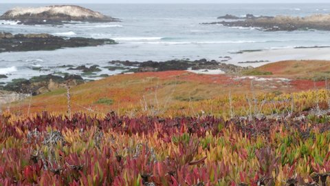 Scenic 17-mile drive, Monterey, California USA. Rocky craggy ocean, sea water waves crashing on rock. Pacific coast highway, wild nature near Point Lobos, Big Sur and Pebble beach. Succulent ice plant