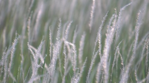 field of beautiful white reeds grass flower as wallpaper