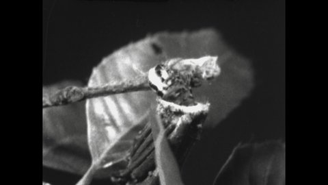 1960s: Bagworm caterpillar pokes out of bag. Nuthatch on tree branch. Bagworm, end of bag moves.