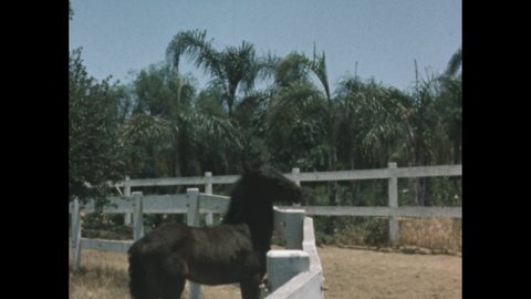 1950s: A black horse and her colt walk and graze around a horse pen on a farm. Colt looks over fence. Colt trots along fence. Man walks by pen.