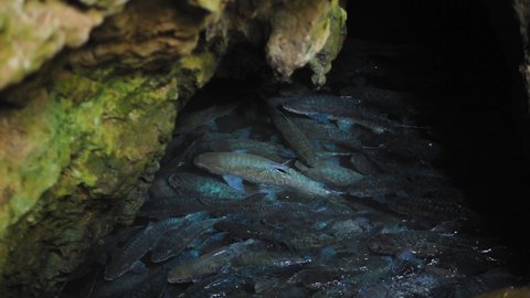 Fish cave full of blue koi carps, high quality 4K slow-motion cinematic calm natural footage. Thailand.