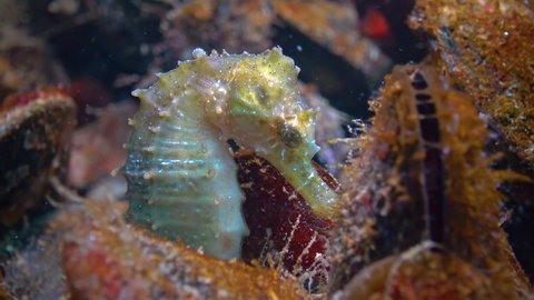 Short-snouted seahorse (Hippocampus hippocampus) hiding among mussels in the Black Sea