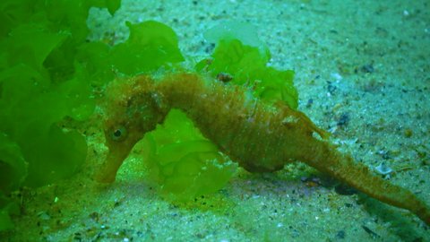 Short-snouted seahorse (Hippocampus hippocampus) swims among algae. Black Sea