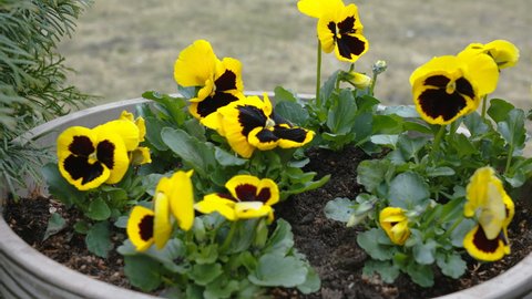 The yellow pansy flower being poured with water inside the garden in Estonia