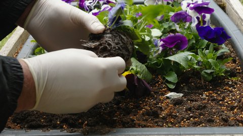 A gardener wearing white gloves planting the pansy flower inside the box in Estonia