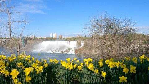 Niagara American Falls view from Niagara Falls City Canada, with yellow daffodil flowers on the river bank.