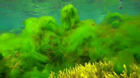 Thallus of green filamentous algae growing on brown algae underwater in the ocean, algal bloom, Eastern Atlantic, Spain, Galicia