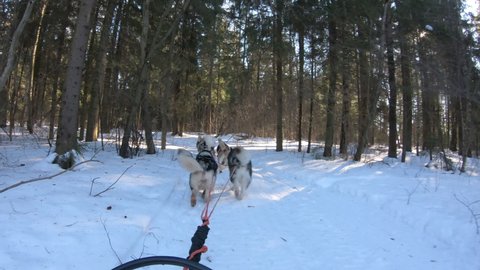 Dog sledding races on snow-covered terrain. Huskies and malamutes .