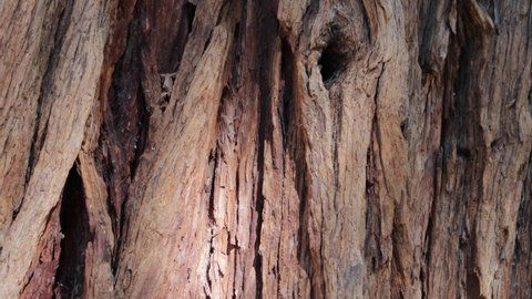 Aging brown exfoliating furrowed ridge bark of Calocedrus Decurrens, Cupressaceae, native perennial monoecious evergreen tree in the San Jacinto Mountains, Peninsular Ranges, Summer.