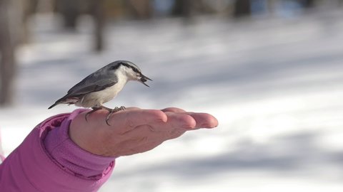 Bird Nuthatch pecks seeds from human hands in winter forest