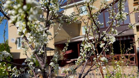 Slow panning over the beautiful white flowers of a flowering plum tree. Spring flowering of fruit trees. Lots of beautiful plum branches with white buds and green leaves, taken close-up.