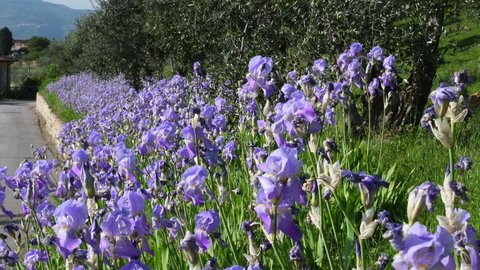 Beautiful blooming irises among the olive trees swayng in the wind in the Chianti region in Tuscany. The iris (Iris Pallida), the symbol of the city of Florence. Italy.
