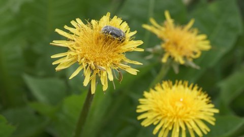 Yellow dandelions in a field close-up. A small insect crawls on a dandelion. Spring in the field.