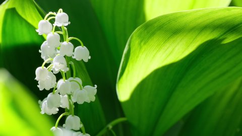 Lily of the valley spring flowers blooming. Convallaria majalis close-up. Small white lily-of-the-valley flowers and young green leaves. The first lilies of the valley wild forest flowers bloom Nature