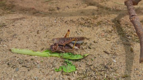 Desert locust mates on the sand