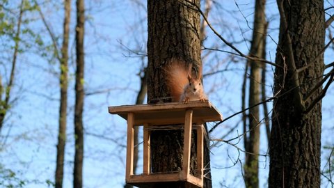 A red fluffy squirrel in the forest sits on a feeder, then jumps up trees. Animals in the wild