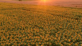 Footage of a field of yellow blooming sunflowers in the evening light. Bird's eye view. Location place Ukraine agrarian region, Europe. Cinematic drone shot. Filmed in UHD 4k video. Beauty of earth.