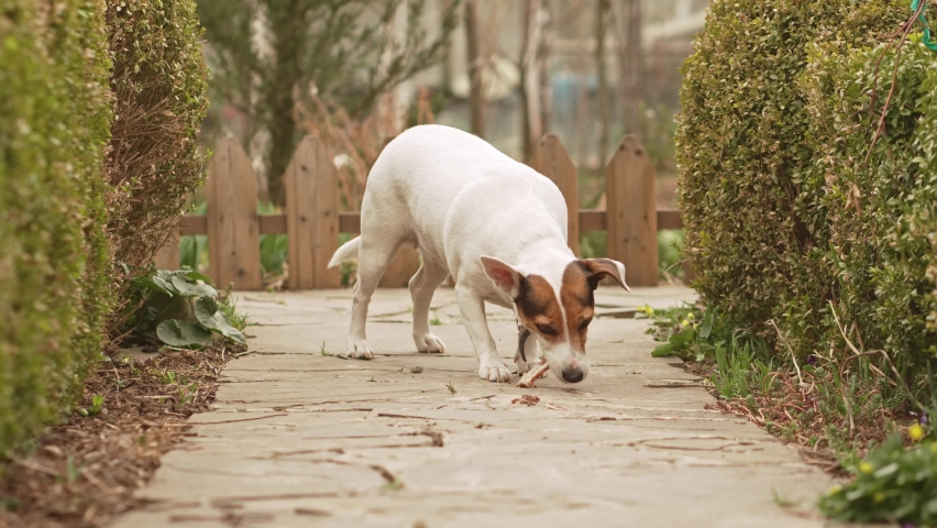Jack Russell Terrier dog gnaws on the bone on a path in the garden. dental health. animal care products, vitamins and feed. Veterinary.  | Shutterstock HD Video #1090265341