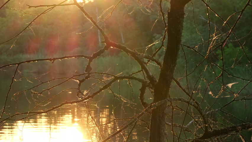 Dry tree near a river or pond. Nature green background at sunset. Landscape. Beautiful sunset near the water in the forest