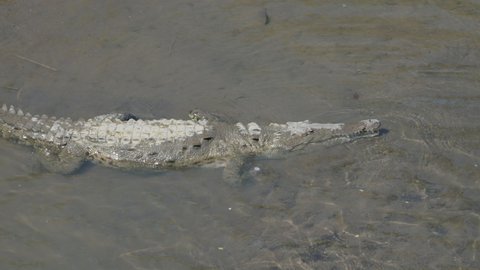 a high angle side on view of an american crocodile on the banks of the tarcoles river in costa rica