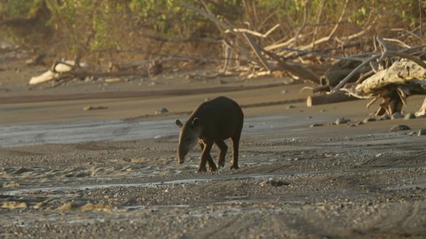 a sunset tracking shot of a baird's tapir walking on sirena beach at corcovado national park of costa rica