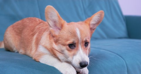Mischievous Welsh corgi Pembroke or cardigan puppy is lying on couch and chewing a treat thoroughly, although dog is forbidden to eat on the couch, close up