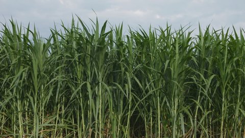 Green Napier Grass Elephant Grass Uganda Stock Footage Video (100% ...