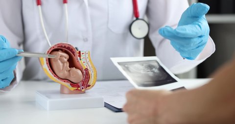 Doctor examining artificial model of human fetus in uterus closeup