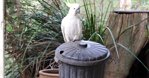 Wild cheeky Sulphur-crested cockatoo, lifts the lid off a garbage bin, on a rural property in Gembrook Victoria.