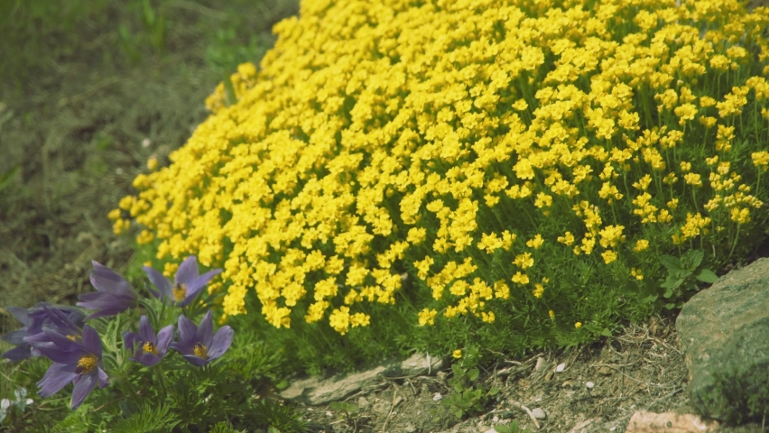 Lavender and yellow flowers Stock Video Footage - 4K and HD Video Clips