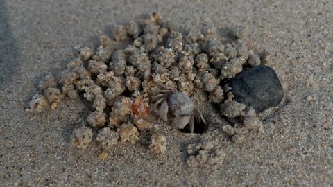 A small sea crab is determined to dig a hole at the beach.