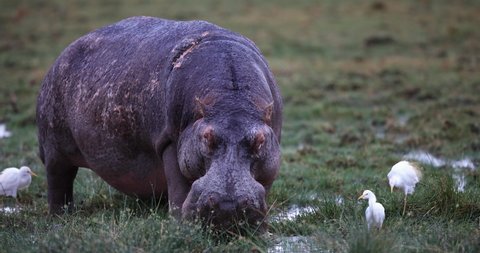 A hippopotamus eats grass in the swamps
