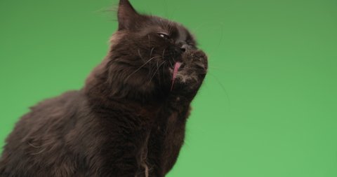 project vide of cute little metis cat with black fur sticking out tongue and licking paws, cleaning and refreshing in front of green background