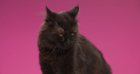 cute little metis pussycat sticking out tongue and licking nose, moving tai and looking up and side in front of pink background in studio