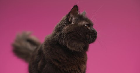 lovely small metis kitty in front of pink background sticking out tongue and licking nose while walking away