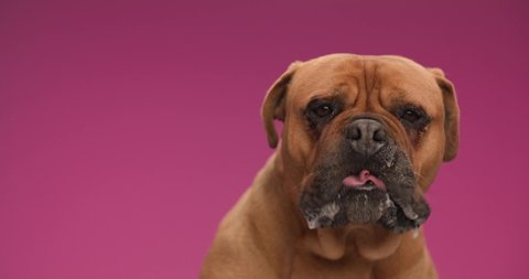 hungry bullmastiff pup sticking out tongue and licking nose while eating, looking away and up side in front of pink background while sitting in studio