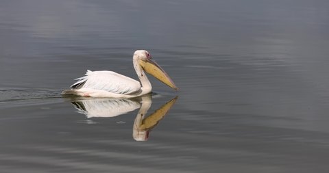 A great pelican crosses the marshes of Amboseli