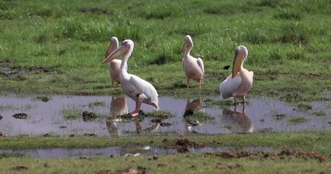 Great pelicans rest the marshes of Amboseli