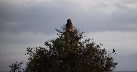 A Verreaux's Eagle-Owl resting on a tree in Amboseli Reserve