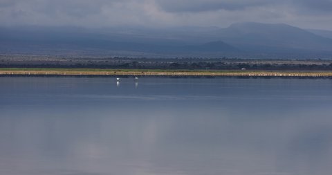 Lesser flamingos take flight from amboseli marshes