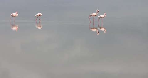 Lesser flamingos walk the amboseli marshes