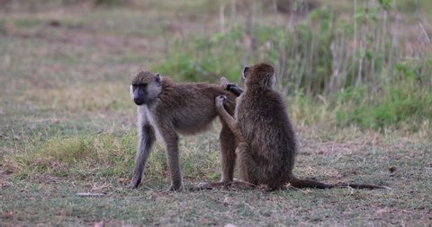 Baboons are looking for lice in the savannah