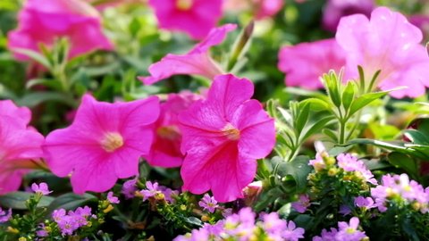 Close up Pink petunias swaying in the breeze.