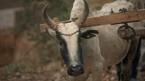 Closeup white and black Zebu bull with horns under wooden yoke looks around