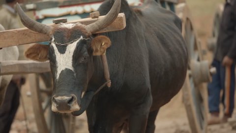 Closeup black Zebu bull with horns stands under wooden yoke of wagon, looks around