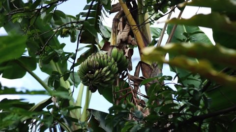Banana trees grow to produce a lot of fruit.  unripe bananas.