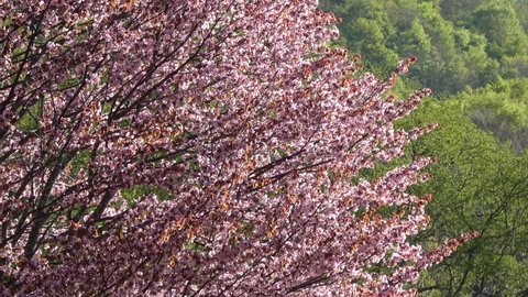 One cherry tree in Hibara (Kitashiobara Village, Fukushima Prefecture)