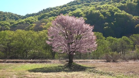 One cherry tree in Hibara (Kitashiobara Village, Fukushima Prefecture)